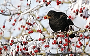 Keck: Eine Amsel im Beerenstrauch. (Foto: Mike Lane/fotolia/Nabu Schleswig-Holstein)