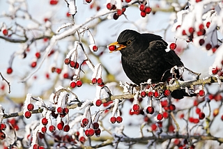 Keck: Eine Amsel im Beerenstrauch. (Foto: Mike Lane/fotolia/Nabu Schleswig-Holstein)