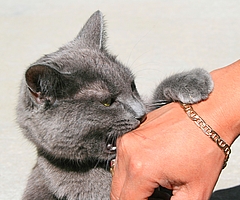 Wenn der Stubentiger zubeißt, gelangen gefährliche Erreger vom Speichel in die Blutbahn. Das Infektionsrisiko bei Bissen von Katzen ist höher als von Hunden. (Foto: AOK/hfr)