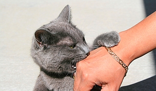 Wenn der Stubentiger zubeißt, gelangen gefährliche Erreger vom Speichel in die Blutbahn. Das Infektionsrisiko bei Bissen von Katzen ist höher als von Hunden. (Foto: AOK/hfr)