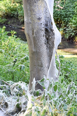 Die Gespinstmotte spannt ihre Netze über einen Baumstamm im Steindammpark. (Foto: Frank)